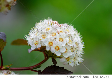 White spirea in the garden in early summer 128165245