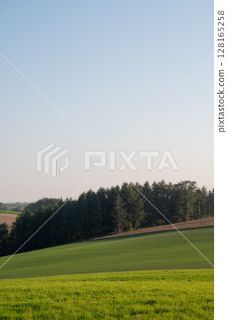 A green wheat field shining in the setting sun 128165258