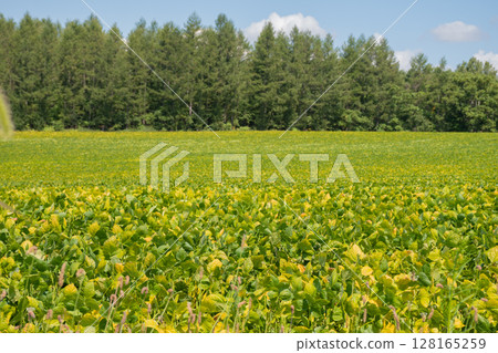 Soybean fields where the leaves have started to turn yellow 128165259