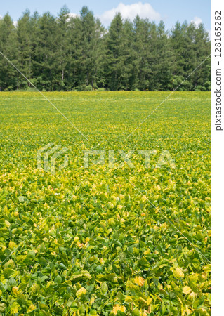 Soybean fields where the leaves have started to turn yellow Soybean fields where the leaves have started to turn yellow 128165262