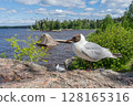 Close up of Brown headed Gull on Rock on shore. Chroicocephalus brunnicephalus.  128165316