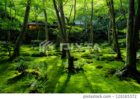 Gionji Temple Moss Garden 128165372