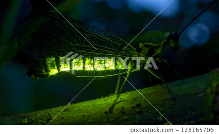 Bioluminescent Fungus Gnat Larva Lighting Up 128165706