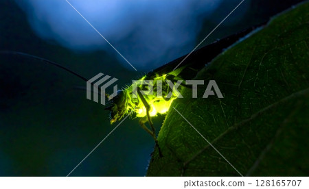 Bioluminescent Glowworm Perched on Green Leaf at Night 128165707