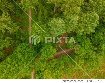 A top-down aerial view of a lush green forest with winding dirt paths cutting through dense trees, capturing the peaceful beauty of nature from above. 128165715