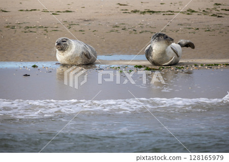 Seals can be seen relaxing peacefully on the beautiful shoreline by the vast ocean waves 128165979