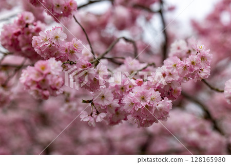 A Beautiful and Delicate Pink Cherry Blossom Branch in Full Spring Blooming Splendor A Beautiful and Delicate Pink Cherry Blossom Branch in Full Spring Blooming Splendor 128165980