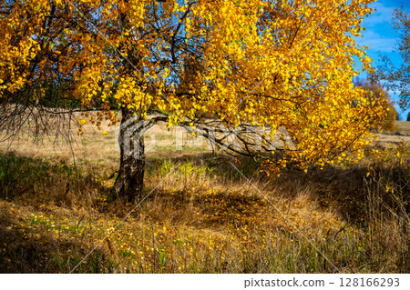 A stunning landscape showcases a solitary tree adorned with bright yellow leaves in the crisp autumn air. The ground is dotted with fallen leaves, creating a colorful tapestry. A stunning landscape showcases a solitary tree adorned with bright yellow leaves in the crisp autumn air. The ground is dotted with fallen leaves, creating a colorful tapestry. 128166293