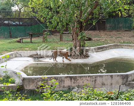 Picture of tiger with selective focus Picture of tiger with selective focus 128166400