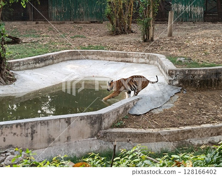 Picture of tiger with selective focus 128166402