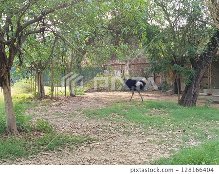 Ostriches in forest with selective focus Ostriches in forest with selective focus 128166404