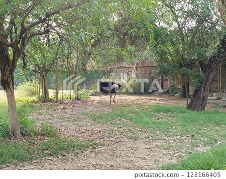 Ostriches in forest with selective focus Ostriches in forest with selective focus 128166405