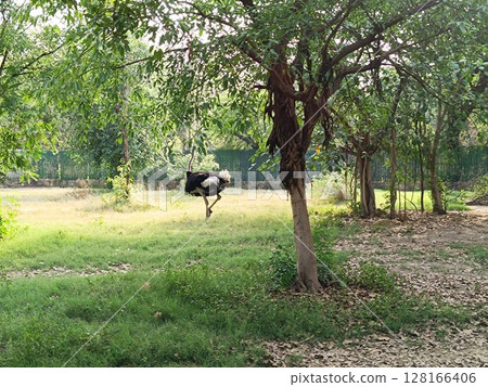 Ostriches in forest with selective focus Ostriches in forest with selective focus 128166406