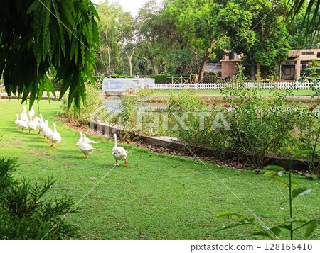 Picture of american Pekins in garden 128166410