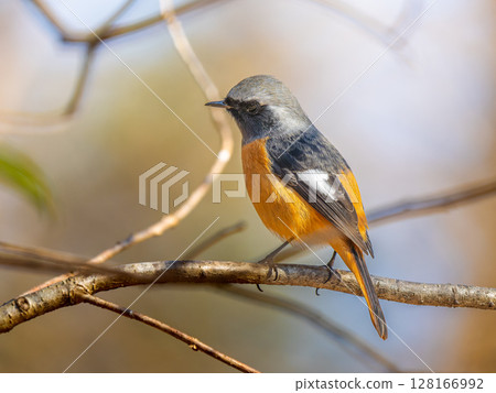 雄性達烏爾紅尾鴝,喬比奧,棲息在樹枝上 雄性達烏爾紅尾鴝,喬比奧,棲息在樹枝上 128166992