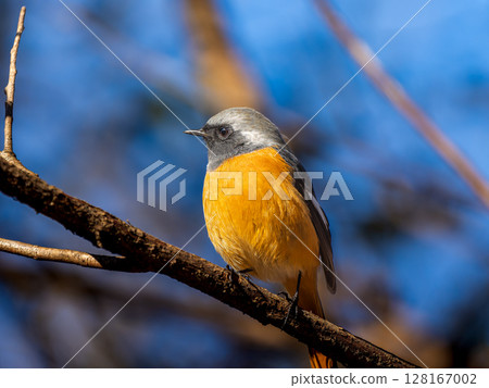 Male Daurian Redstart, Jobio, perches on a branch 128167002