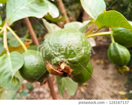 Guava Fruit image with selective focus 128167137