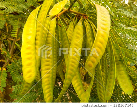 River tamarind Plant with selective focus 128167145