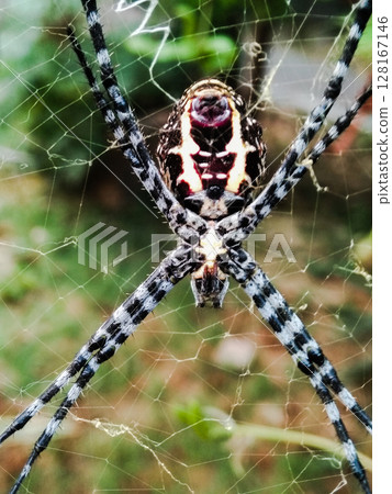 Spider insect with selective focus Spider insect with selective focus 128167146