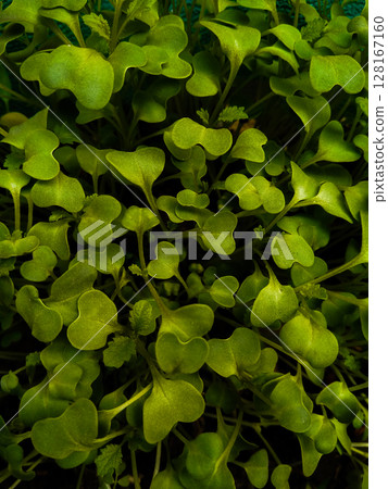 Leafs or leaves with selective focus Leafs or leaves with selective focus 128167160