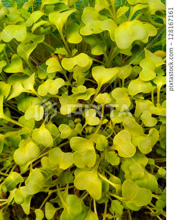 Leafs or leaves with selective focus 128167161