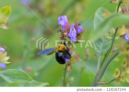 木匠蜂 128167244
