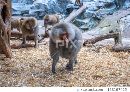 A troop of baboons is engaging in various activities on a rocky enclosure with one prominently in the foreground. Zoo of Skansen, Stockholm, Sweden 128167415