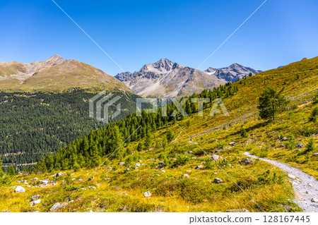 Trekking along a winding trail in the Ortler Alps, the vibrant greenery contrasts with majestic mountains under a clear blue sky. This serene location invites exploration and adventure. 128167445