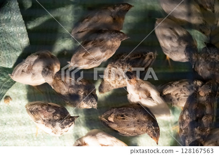 A group of Coturnix lived on a breeding farm, waited for the right time to sell. 128167563