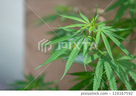 A lush marijuana plant  with stem and leaves under the sunshine. A herbal plant used for medical purposes to make the medicine. A weed plant for smoking and making drugs. 128167592