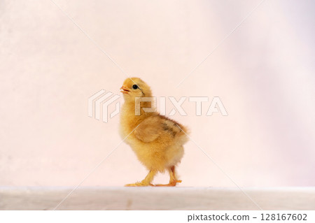 Close up full body baby isolated Rhode Island Red is standing on pink pastel colour table and wall in at outdoor sunlight. Close up full body baby isolated Rhode Island Red is standing on pink pastel colour table and wall in at outdoor sunlight. 128167602