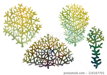 Fire coral, inhabitant of coral reefs. Watercolor illustration of multicolored reticulated fire coral isolated on white background for marine design, snorkeling, diving, book, art, craft, textile. 128167701