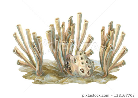 Underwater sea sponges - siphon living on coral reefs. Watercolor illustration of tube sponge in beige tones isolated on white background for marine design, scuba diving, book, art, craft, textile. 128167702