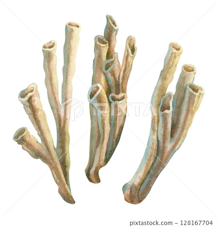 Set of underwater sea siphon sponges on coral reefs. Watercolor illustration of tube sponge in beige tones isolated on white background for marine design, scuba diving, book, art, craft, textile. Set of underwater sea siphon sponges on coral reefs. Watercolor illustration of tube sponge in beige tones isolated on white background for marine design, scuba diving, book, art, craft, textile. 128167704