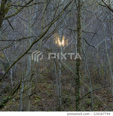 Sunlight filtering through the branches 128167744