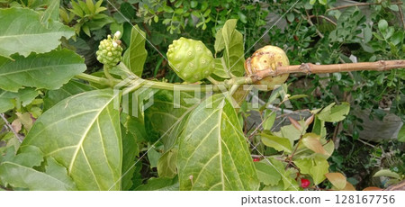 Morinda citrifolia Noni fruit on tree in nursery 128167756