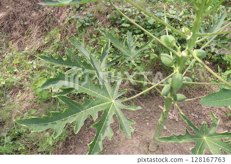 papaya tree in the farm papaya tree in the farm 128167763