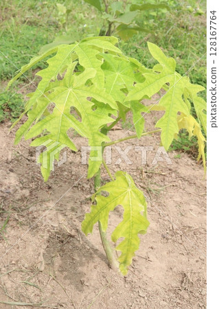 papaya tree in the farm 128167764