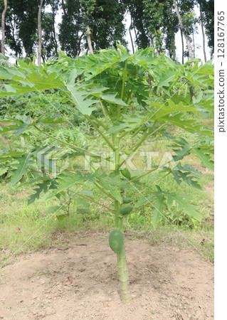 papaya tree in the farm 128167765