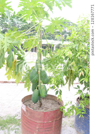 papaya tree in the farm papaya tree in the farm 128167771