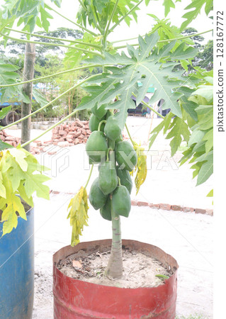 papaya tree in the farm papaya tree in the farm 128167772