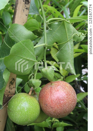 Passion fruit plant on farm for sell 128167774