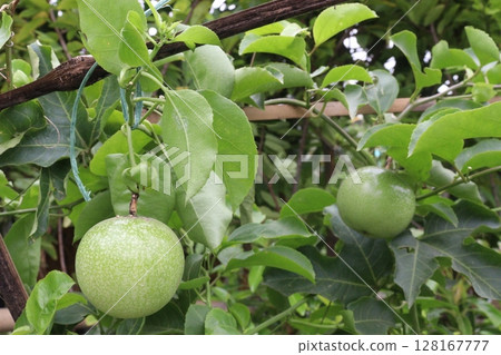Passion fruit plant on farm for sell 128167777