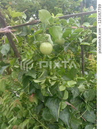 Passion fruit plant on farm for sell Passion fruit plant on farm for sell 128167789