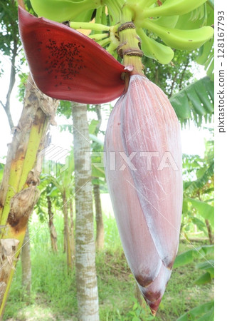 Plantain Flower on tree in farm 128167793