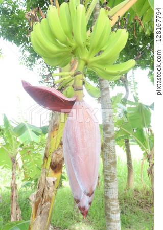 Plantain Flower on tree in farm 128167794