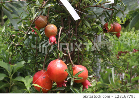Pomegranate on plant in farm for harvest Pomegranate on plant in farm for harvest 128167795