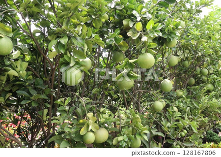 pomelo on tree in farm pomelo on tree in farm 128167806