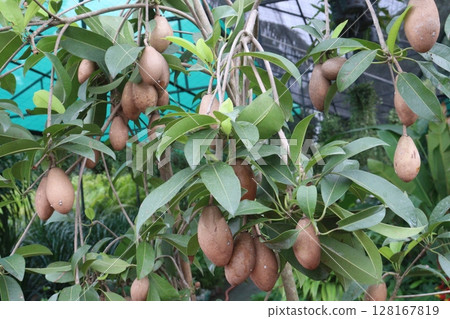 Sapodilla on tree in farm for harvest 128167819