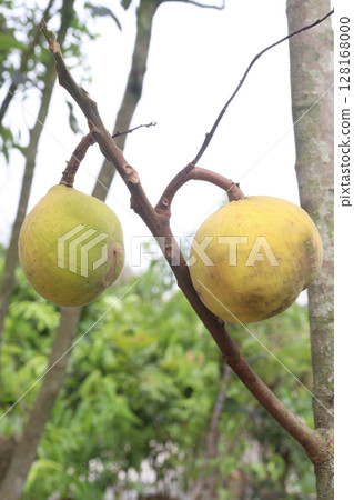Santol in tree on farm are cash crops 128168000